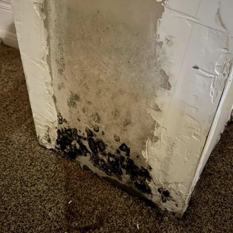 Professional Mold Removal in Weston, OH